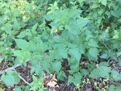Solanum dulcamara