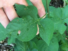 Solanum dulcamara