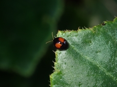 Argopistes coccinelliformis
