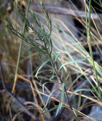 Galatella biflora