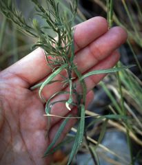 Galatella biflora