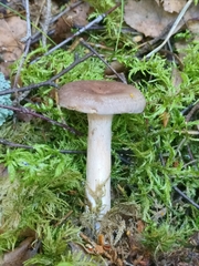 Lactarius vietus
