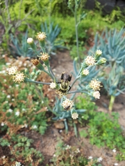 Bombus impatiens