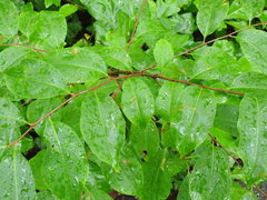 Prunus serotina