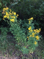 Hypericum perforatum