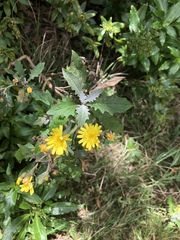 Andryala pinnatifida