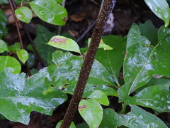Prunus serotina