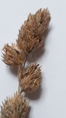 Carex disticha