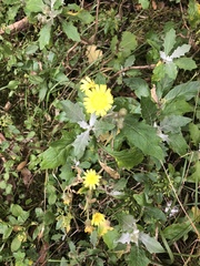 Andryala pinnatifida