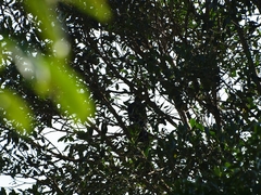 Musophaga rossae