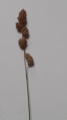 Carex disticha