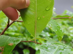 Prunus serotina