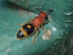 Odontomutilla uranioides