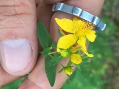 Hypericum perforatum