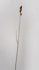 Carex disticha