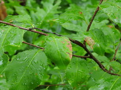Prunus serotina
