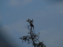 Accipiter melanoleucus