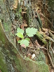 Plagianthus regius