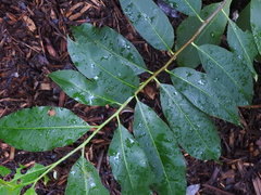 Prunus serotina