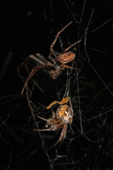 Metepeira labyrinthea