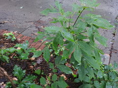 Carya cordiformis