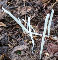 Clavaria fragilis vermicularis