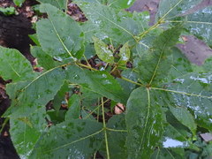 Carya cordiformis