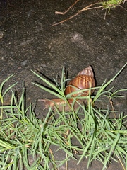 Lissachatina fulica