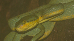Craspedocephalus gramineus