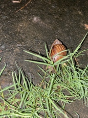 Lissachatina fulica