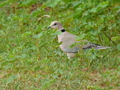 Streptopelia vinacea