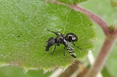 Rivellia syngenesiae