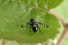 Rivellia syngenesiae