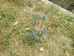 Echium vulgare