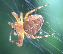 Araneus diadematus