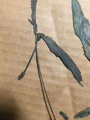 Potamogeton illinoensis