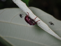 Cycnotrachelus