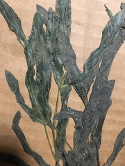 Potamogeton illinoensis