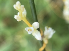 Cuscuta cephalanthi