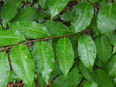Prunus serotina