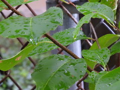 Prunus serotina