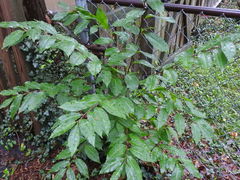 Prunus serotina