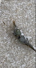 Leander tenuicornis