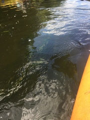 Potamogeton illinoensis