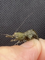 Leander tenuicornis