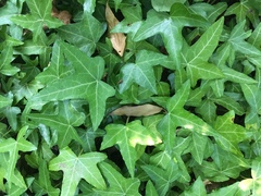Hedera helix