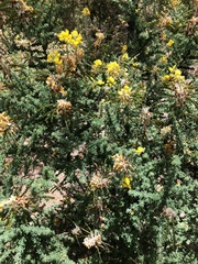 Adenocarpus foliolosus