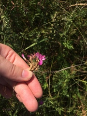 Dianthus membranaceus