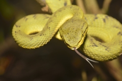 Craspedocephalus gramineus