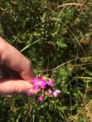 Dianthus membranaceus